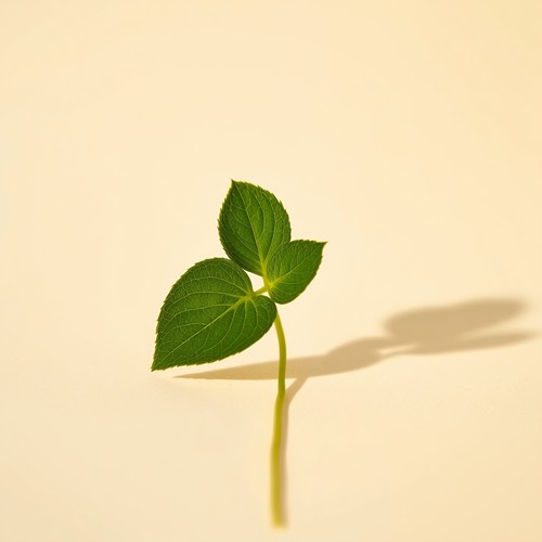 Centella asiática